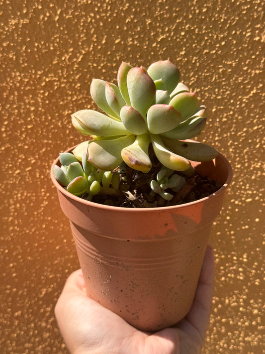 Graptoveria A Grim One