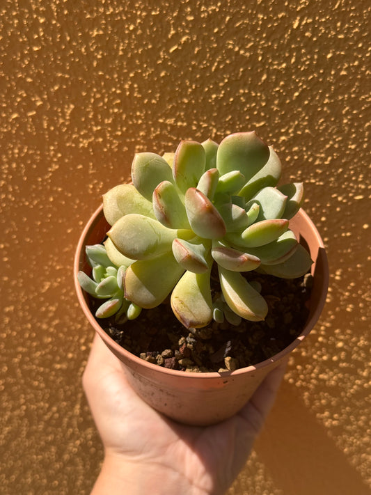 Graptoveria A Grim One