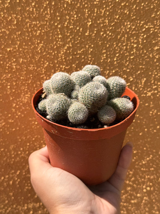 Rebutia sunrise