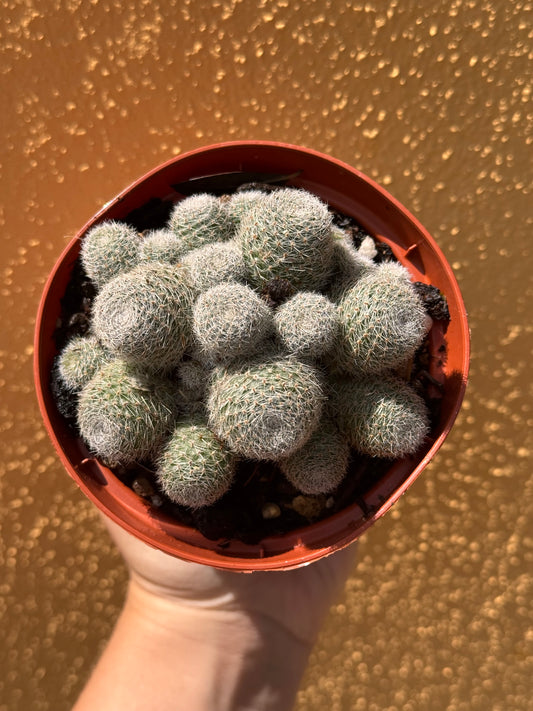 Rebutia sunrise