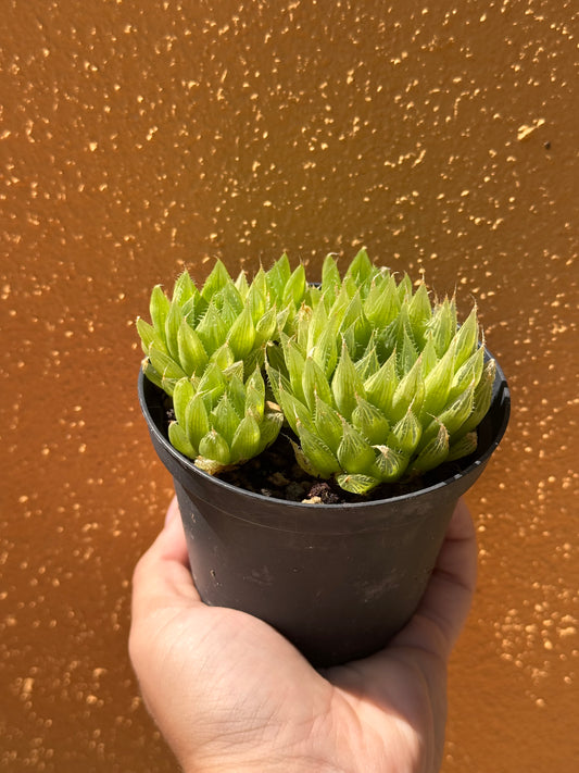 Hawortia Cooperi