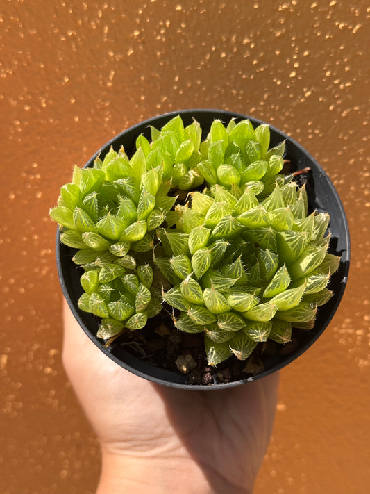 Hawortia Cooperi