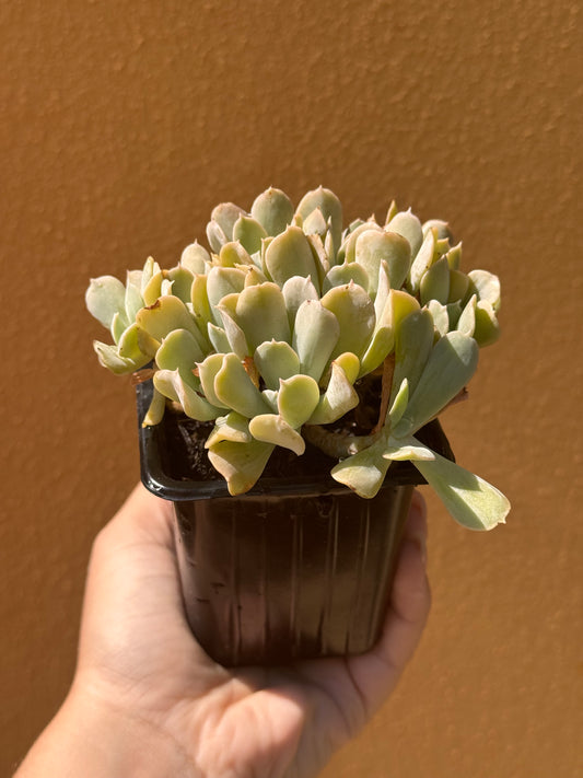 Echeveria ryunionii topsy curvy crestata