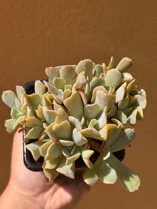 Echeveria ryunionii topsy curvy crestata
