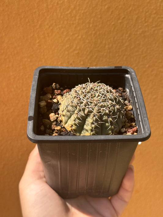 Gymnocalycium baldium