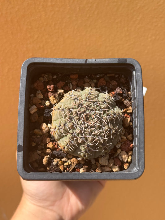 Gymnocalycium baldium