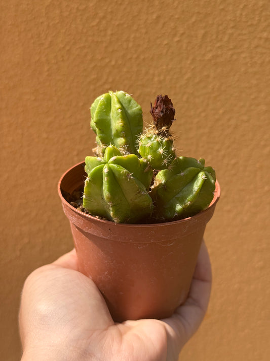 Echinocereus viereckii morricalii