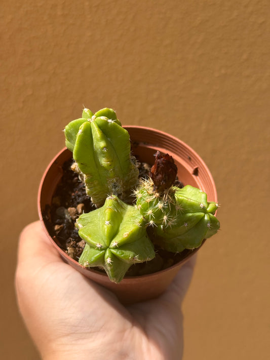 Echinocereus viereckii morricalii