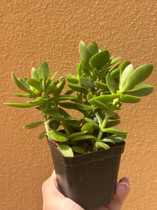 Crassula sp.