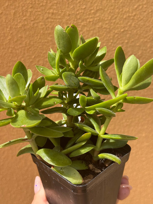 Crassula sp.