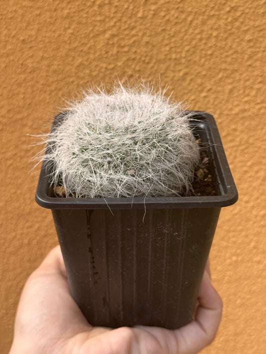 Mammillaria hahniana