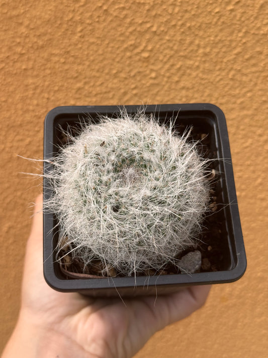Mammillaria hahniana