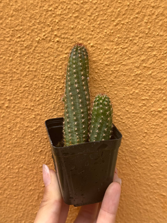 Chamaelobivia hybrid