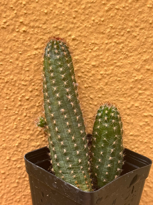 Chamaelobivia hybrid