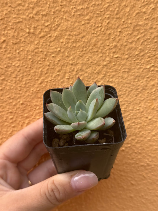 Echeveria sp