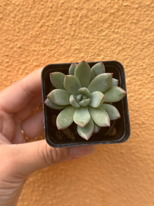 Echeveria sp