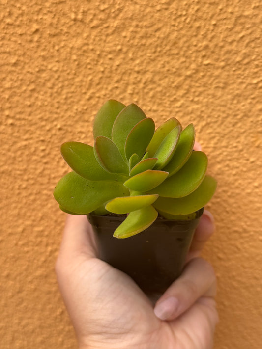 Crassula small red carpet