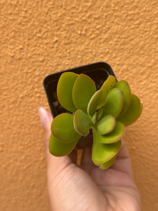 Crassula small red carpet