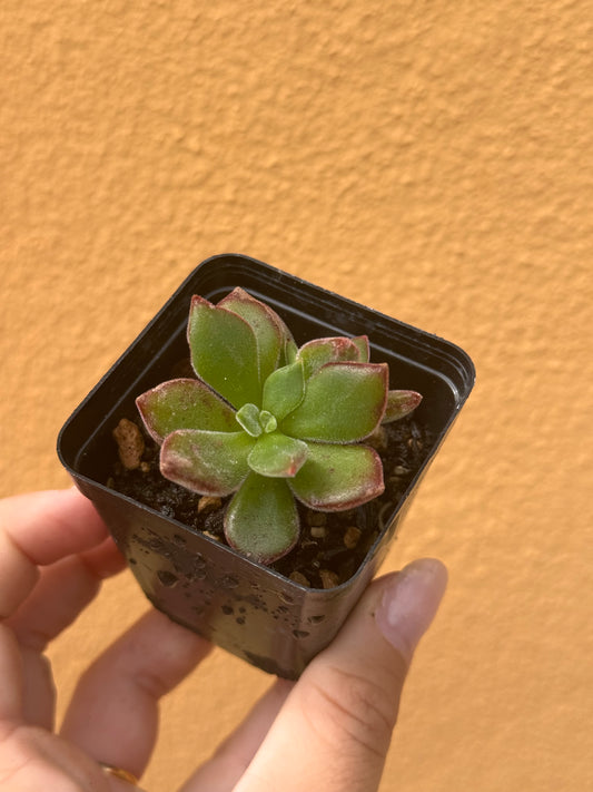Echeveria pulvinata devotion