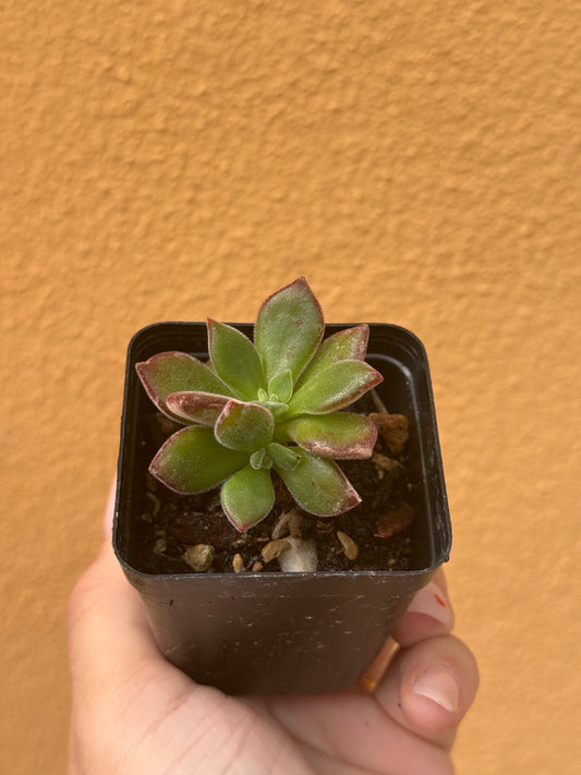 Echeveria pulvinata devotion