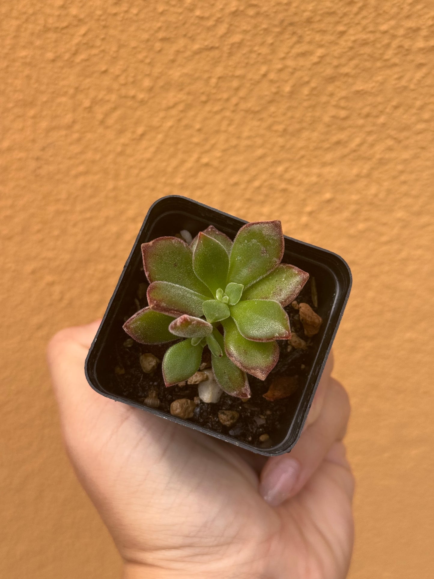 Echeveria pulvinata devotion