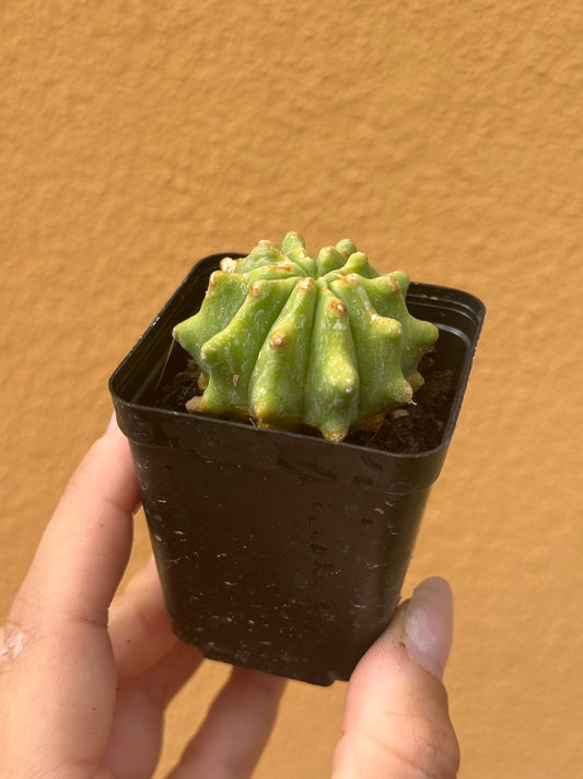 Ferocactus glaucescens