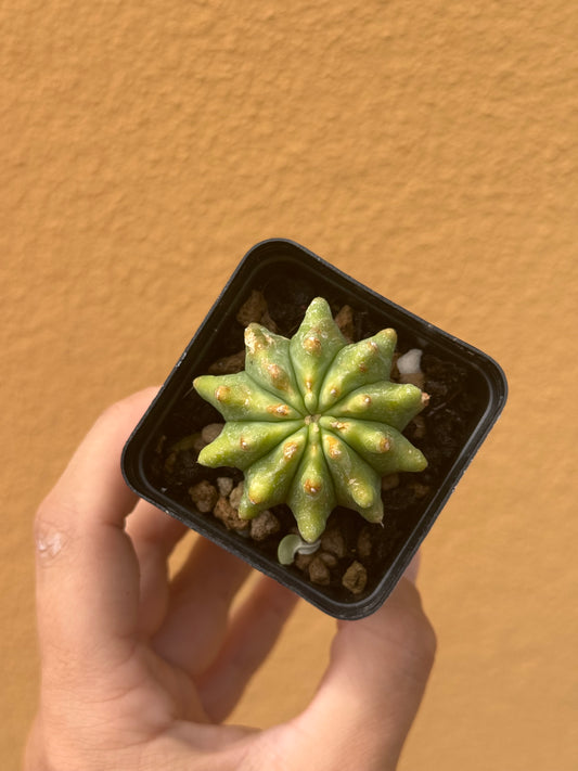 Ferocactus glaucescens
