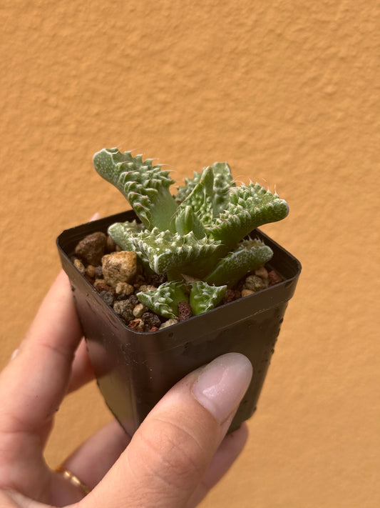 Faucaria tigrina