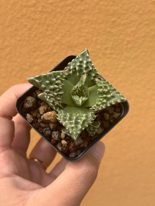 Faucaria tigrina