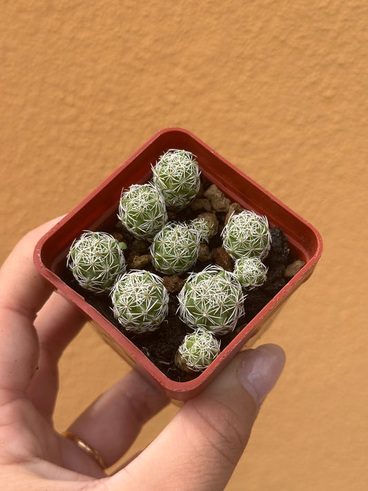 Mammillaria gracilis