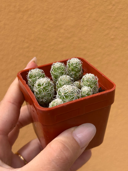 Mammillaria gracilis