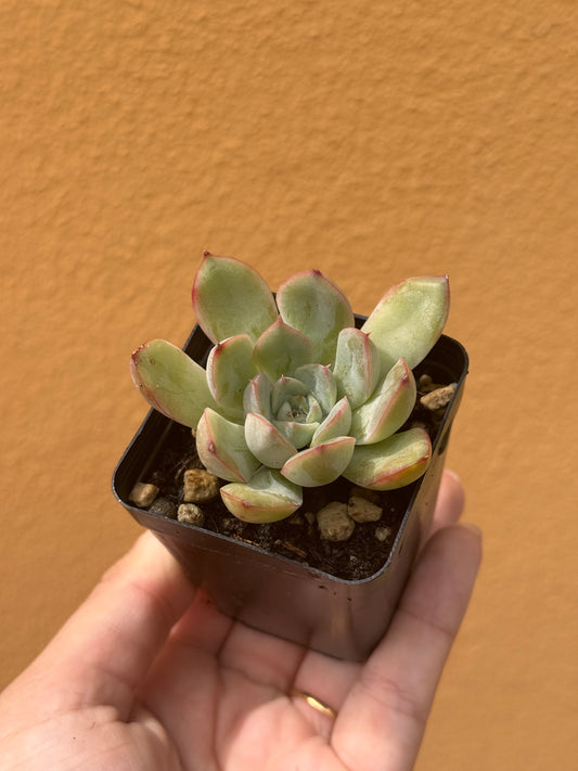 Echeveria apus