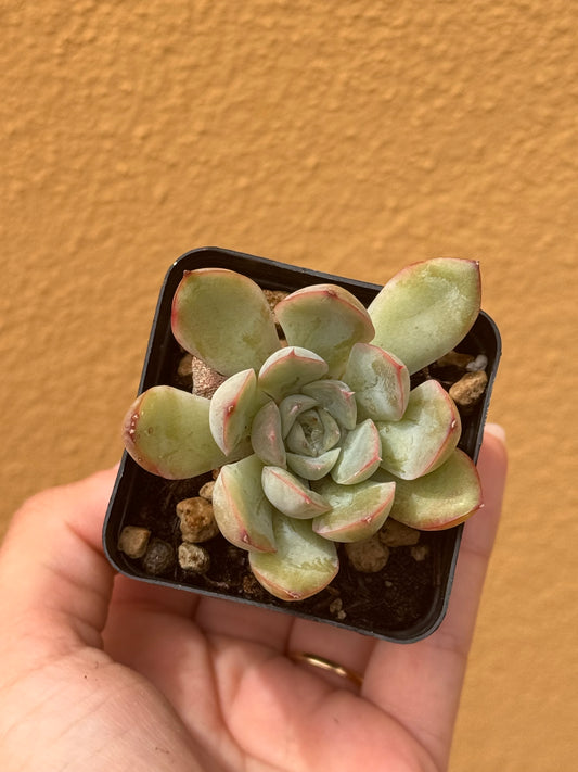 Echeveria apus