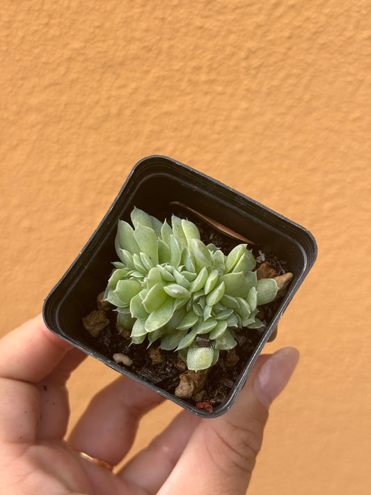 Echeveria hyalina crestata