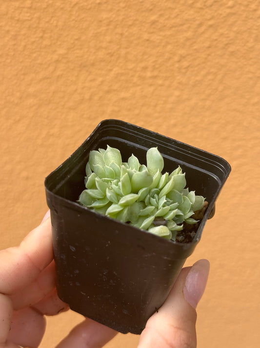 Echeveria hyalina crestata