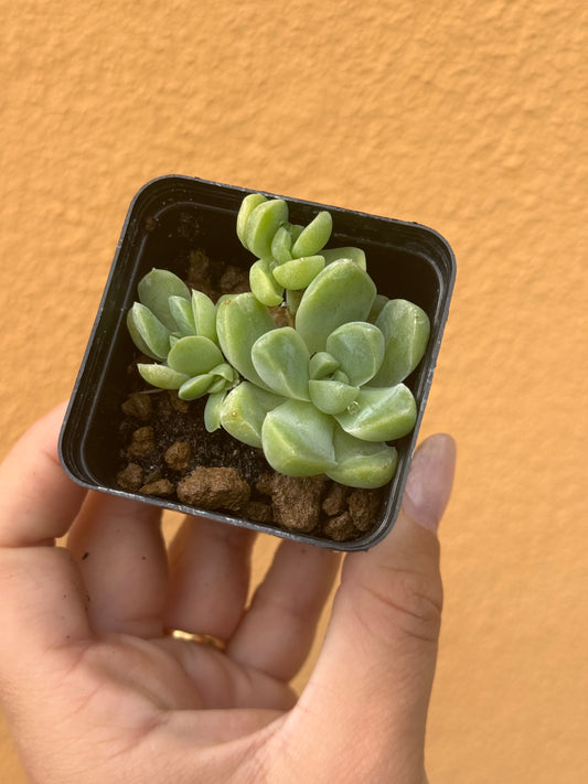 Echeveria albicans