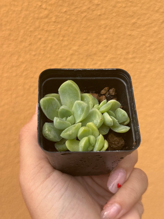 Echeveria albicans