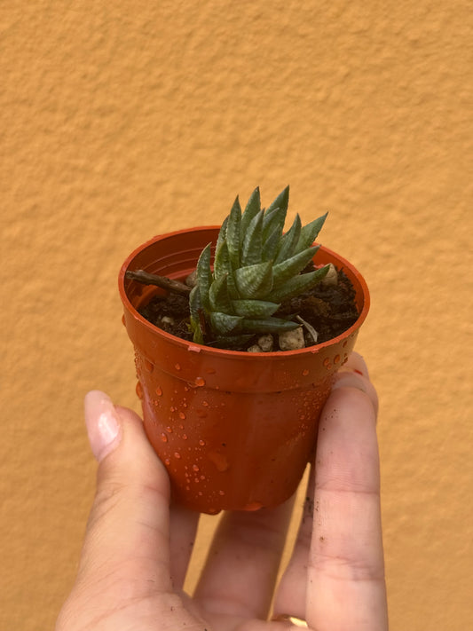 Astroloba skinneri