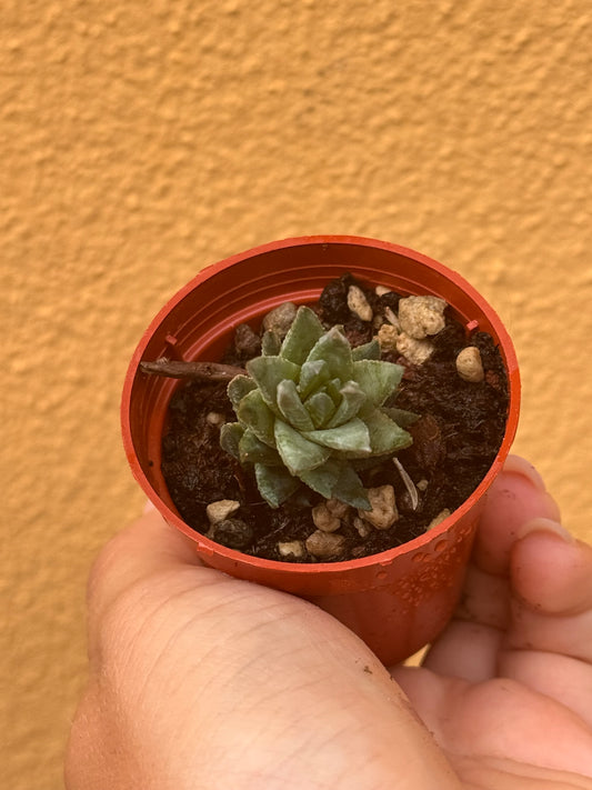 Astroloba skinneri