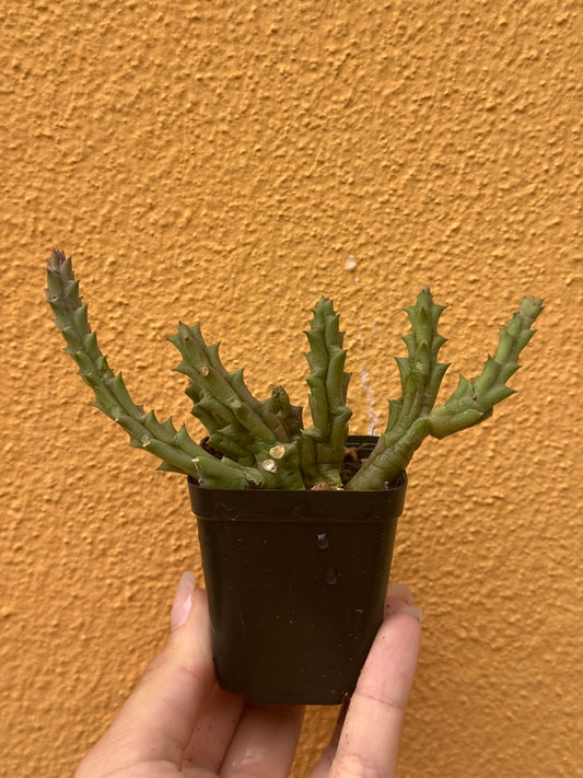 Huernia variegata