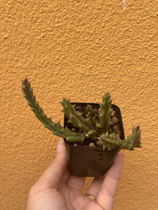 Huernia variegata