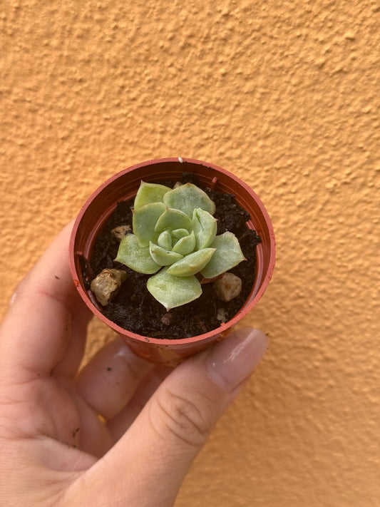 Echeveria 'california queen'
