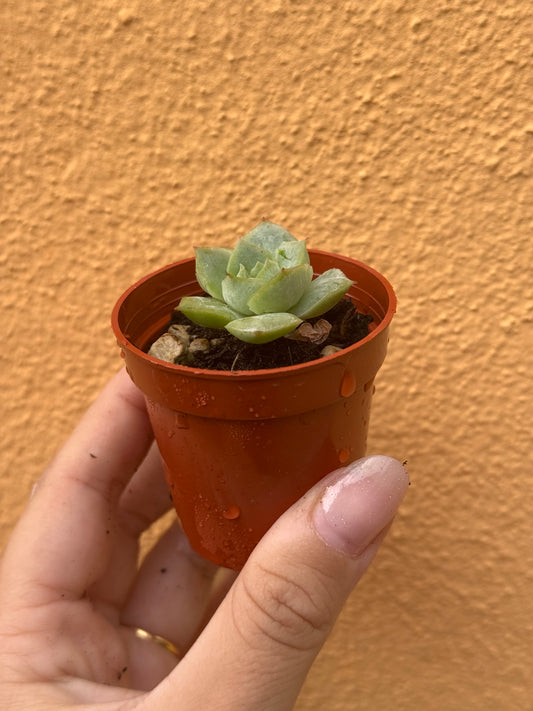 Echeveria 'california queen'