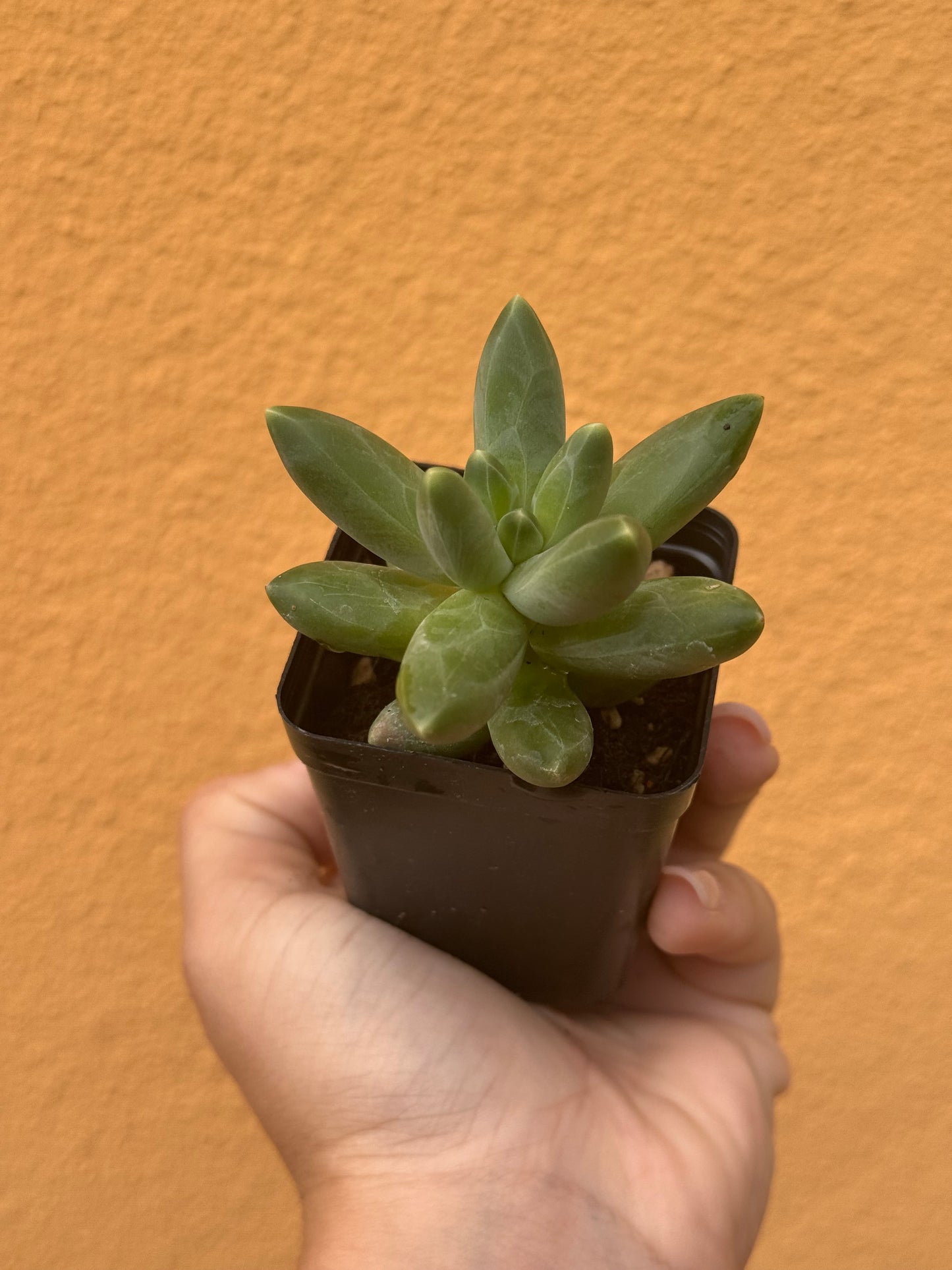 Pachyphytum compactum