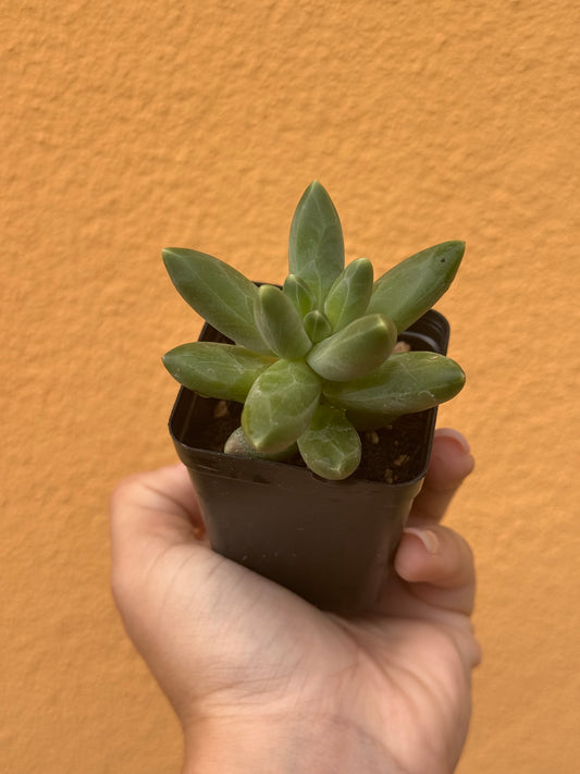 Pachyphytum compactum