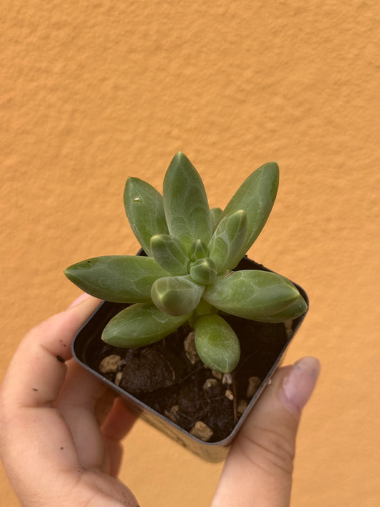 Pachyphytum compactum