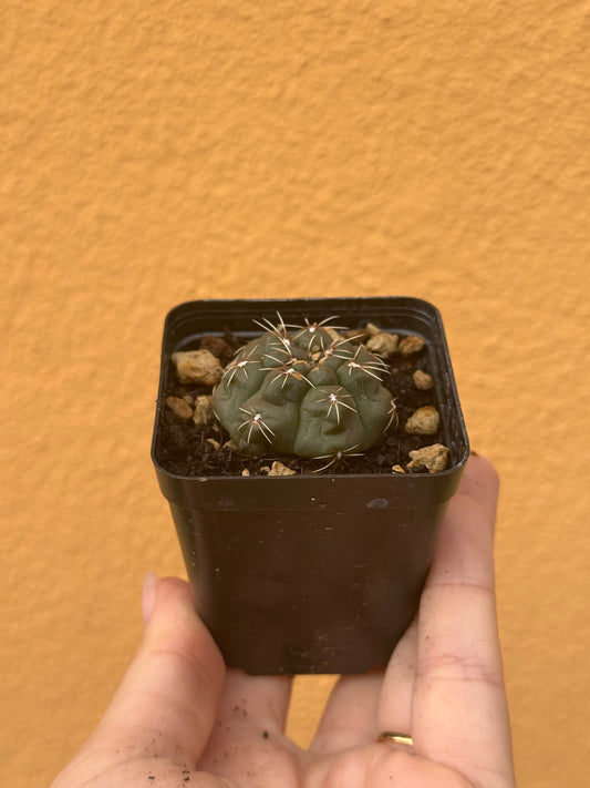 Gymnocalycium baldium