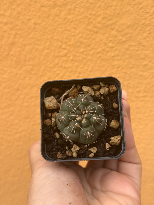 Gymnocalycium baldium