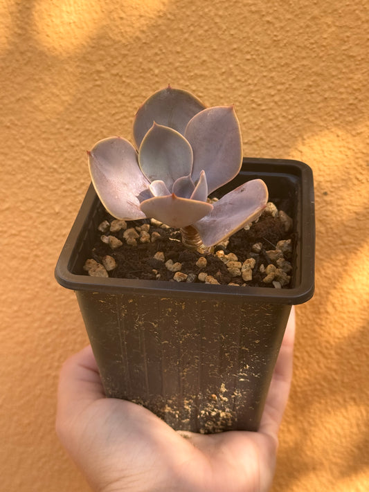 Echeveria Perla di Norimberga