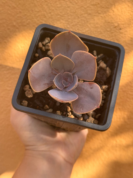 Echeveria Perla di Norimberga